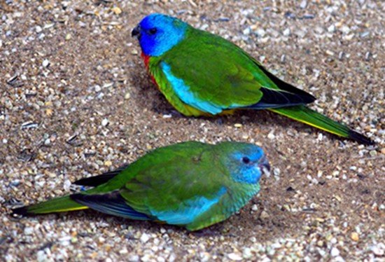 image scarlet-chested-parrot-neophema-splendida-scarlet-breasted-parrot-grass-parakeet-1-female-on-left-ballarat-bird-world-vic-jpg