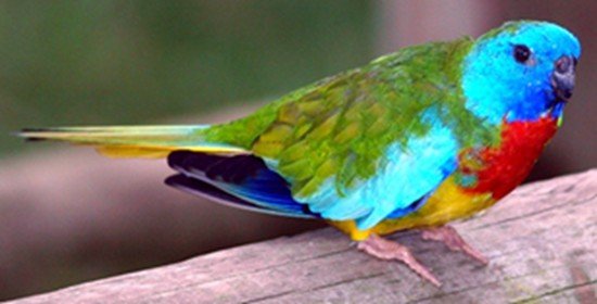image scarlet-chested-parrot-neophema-splendida-scarlet-breasted-parrot-grass-parakeet-3-ballarat-bird-world-vic-jpg