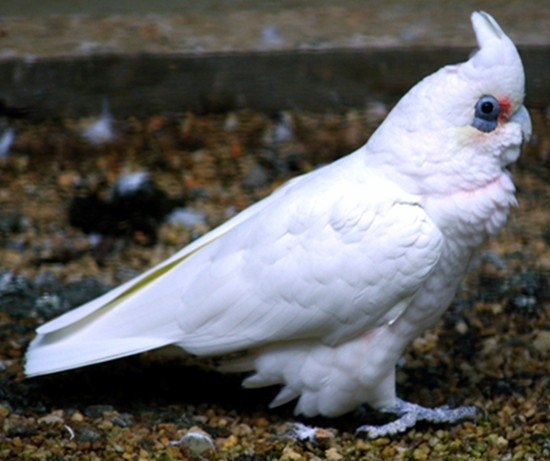 image short-billed-corella-cacatua-sanguinea-little-corella-blue-eyed-cockatoo-1-ballarat-bird-world-vic-jpg