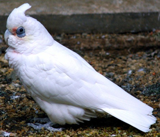image short-billed-corella-cacatua-sanguinea-little-corella-blue-eyed-cockatoo-2-ballarat-bird-world-vic-jpg