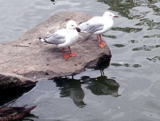 image silver-gulls-melbourne-zoo-jpg