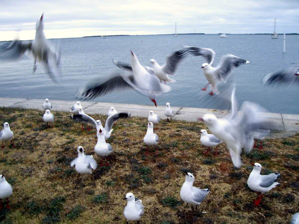 image silver-gulls-at-port-albert-jpg