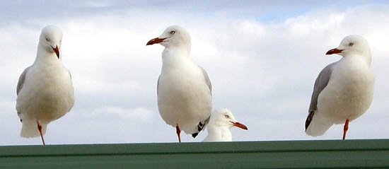 image silver-gulls-each-with-a-leg-tucked-away-or-are-they-all-one-legged-port-albert-vic-jpg