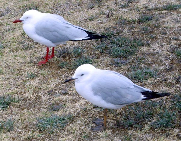 image silver-gulls-jpg