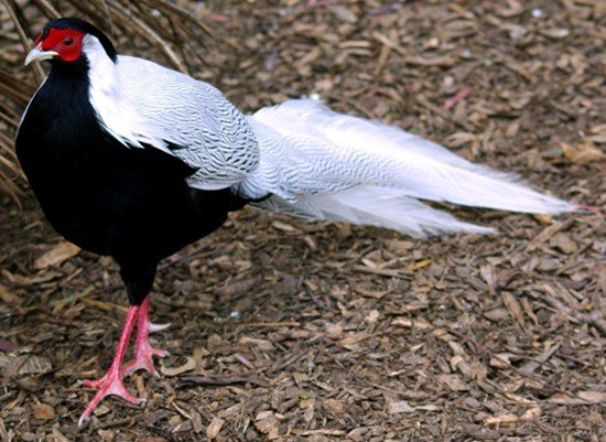 image silver-pheasant-lophura-nycthemera-12-zoo-doo-tas-jpg