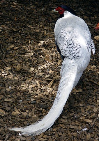 image silver-pheasant-lophura-nycthemera-5-zoo-doo-tas-jpg