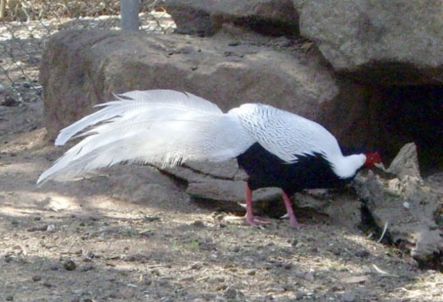 image silver-pheasant-1-wagga-zoo-aviary-nsw-jpg