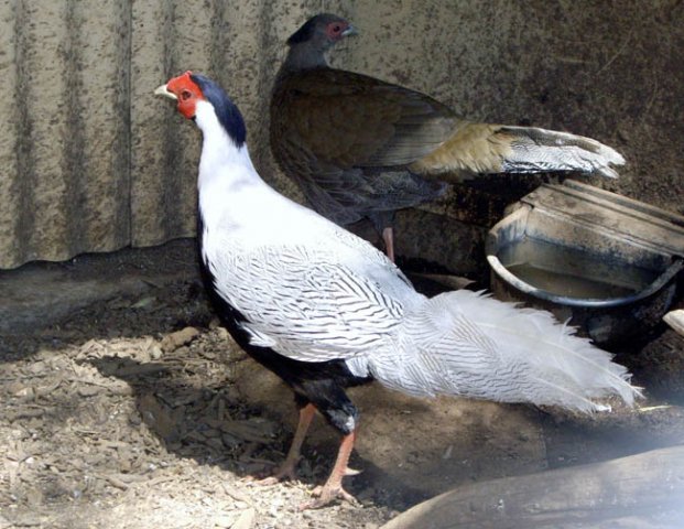 image silver-pheasant-3-wagga-zoo-aviary-nsw-jpg