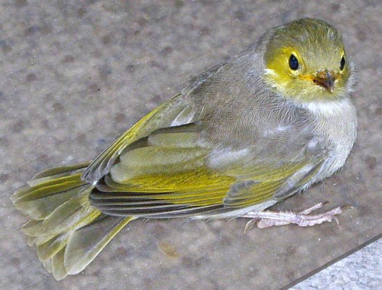 image silvereye-zosterops-lateralis-juvenile-1-flew-into-my-home-jpg