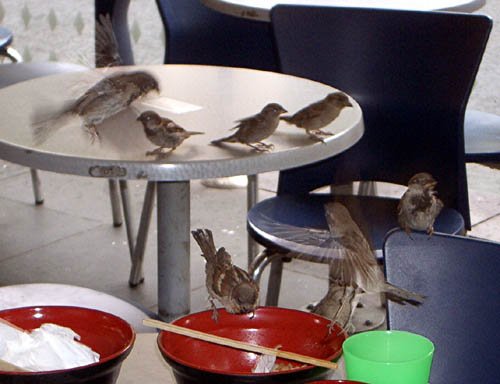 image sparrows-eating-out-1-melbourne-cbd-jpg