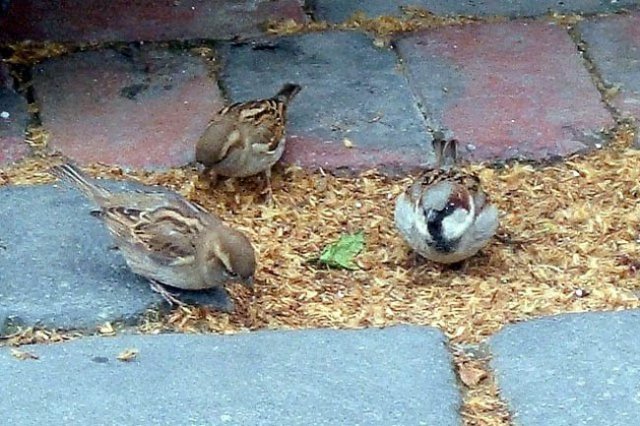 image sparrows-on-footpath-melbourne-vic-jpg