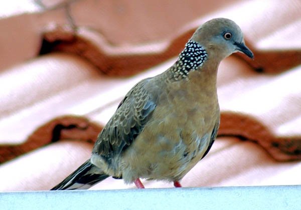 image spotted-turtle-dove-spotted-dove-streptopelia-chinensis-3-adult-melbourne-vic-jpg
