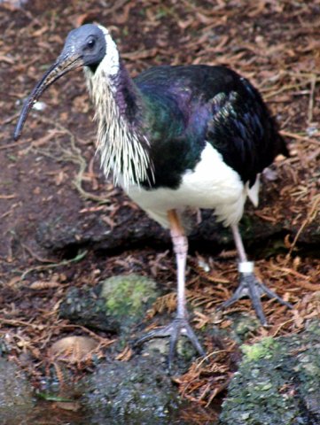 image straw-necked-ibis-threskiornis-spinicollis-1-healesville-vic-jpg