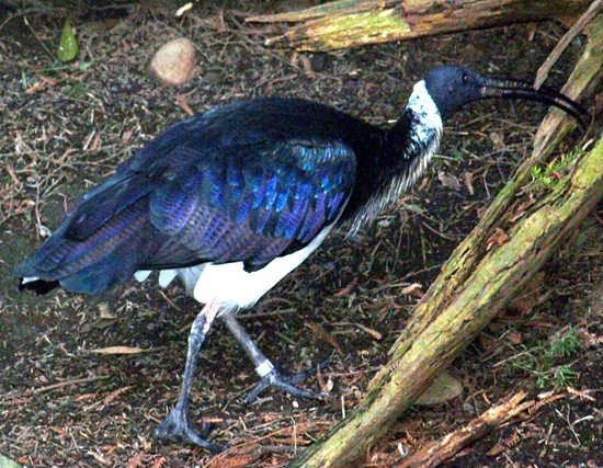 image straw-necked-ibis-threskiornis-spinicollis-2-healesville-vic-jpg