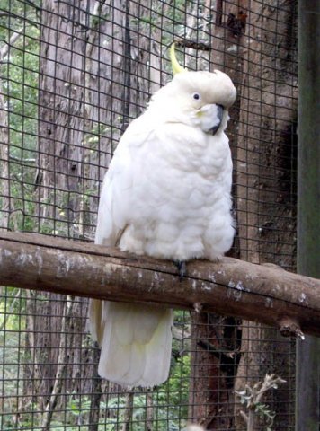 image sulphur-crested-cockatoo-cacatua-galerita-jpg