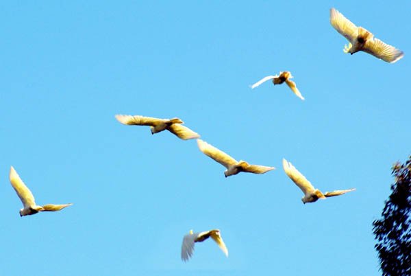 image sulphur-crested-cockatoos-cacatua-galerita-in-flight-swan-reach-vic-jpg