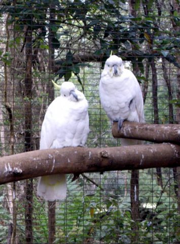 image sulphur-crested-cockatoos-cacatua-galerita-jpg