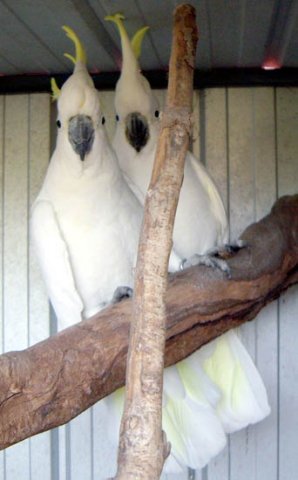 image sulphur-crested-cockatoo-cacatua-galerita-1-vic-jpg