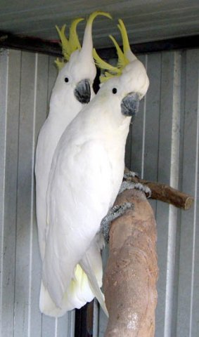image sulphur-crested-cockatoo-cacatua-galerita-2-vic-jpg