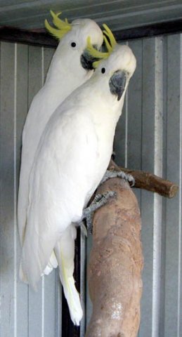 image sulphur-crested-cockatoo-cacatua-galerita-3-vic-jpg