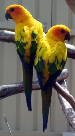 image sun-conure-sun-parakeet-aratinga-solstitialis-9-zoo-doo-tas-jpg
