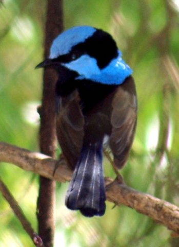 image superb-fairy-wren-or-superb-blue-wren-malurus-cyaneus-mainland-form-male-1-dubbo-nsw-jpg