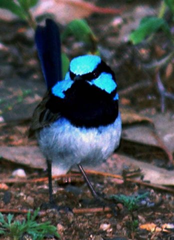 image superb-fairy-wren-or-superb-blue-wren-malurus-cyaneus-mainland-form-male-2-dubbo-nsw-jpg