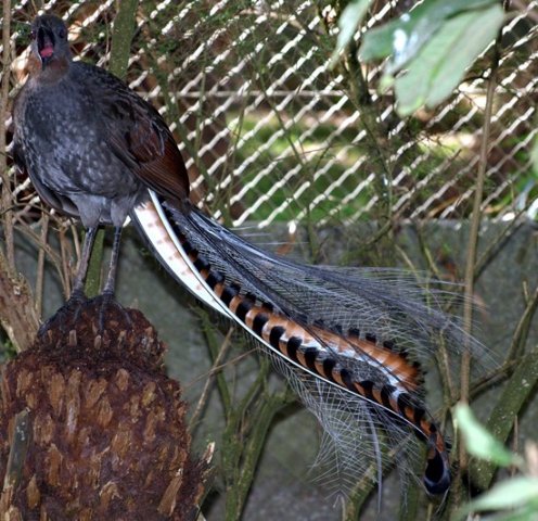 image superb-lyrebird-weringerong-menura-novaehollandiae-1-male-healesville-vic-jpg