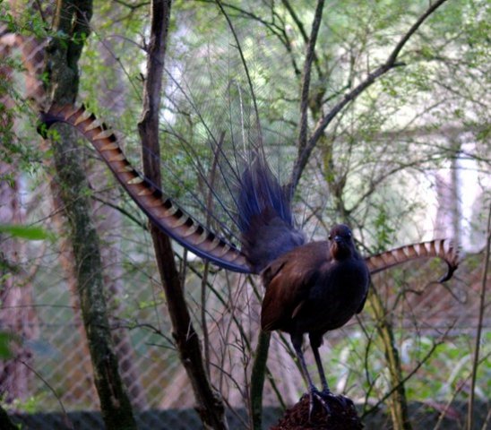 image superb-lyrebird-weringerong-menura-novaehollandiae-2-male-healesville-vic-jpg