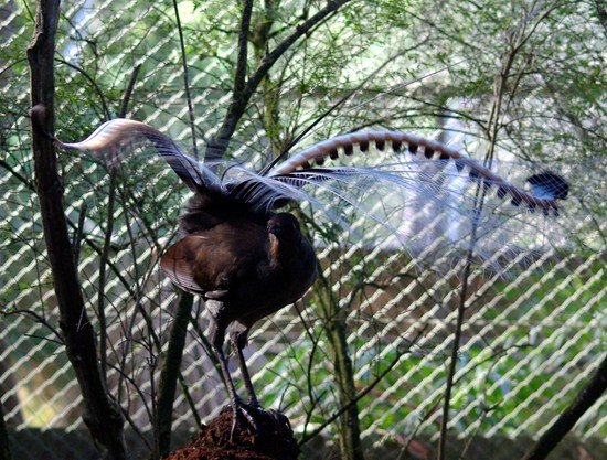 image superb-lyrebird-weringerong-menura-novaehollandiae-3-male-healesville-vic-jpg