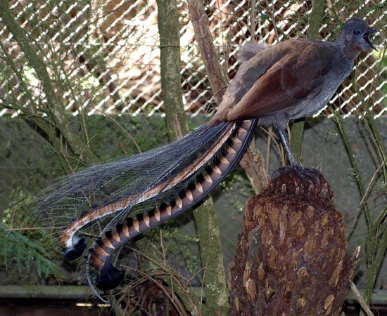 image superb-lyrebird-weringerong-menura-novaehollandiae-4-male-healesville-vic-jpg