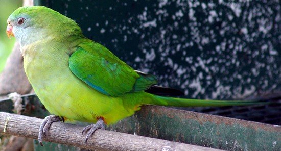 image superb-parrot-polytelis-swainsonii-female-3-natureworld-bicheno-tas-jpg
