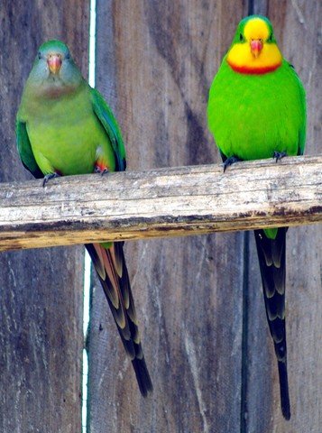 image superb-parrot-polytelis-swainsonii-female-and-male-natureworld-bicheno-tas-jpg