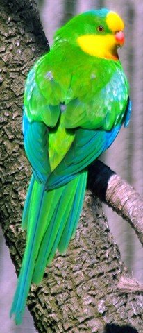 image superb-parrot-polytelis-swainsonii-male-2-natureworld-bicheno-tas-jpg