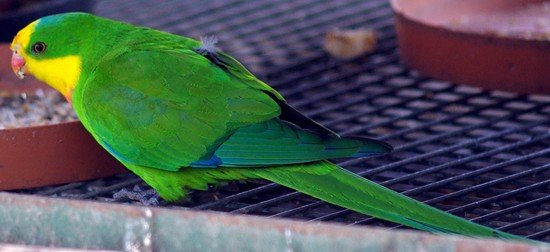 image superb-parrot-polytelis-swainsonii-male-3-natureworld-bicheno-tas-jpg