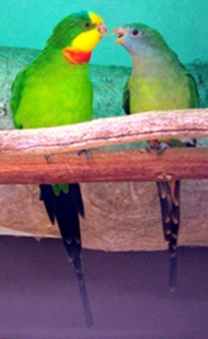 image superb-parrot-polytelis-swainsonii-barrabands-parakeet-green-leek-parrot-1-male-left-female-right-ballarat-bird-world-vic-jpg