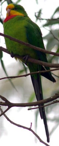 image superb-parrot-polytelis-swainsonii-barrabands-parakeet-green-leek-parrot-2-male-ballarat-bird-world-vic-jpg