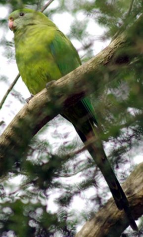 image superb-parrot-polytelis-swainsonii-barrabands-parakeet-green-leek-parrot-3-female-ballarat-bird-world-vic-jpg