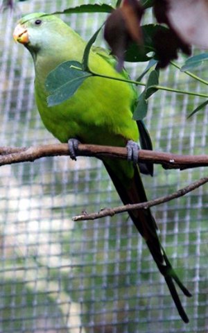image superb-parrot-polytelis-swainsonii-green-leek-parrot-1-female-melb-zoo-vic-jpg