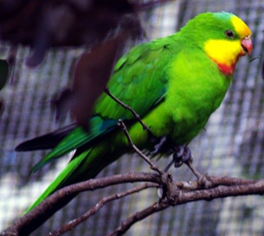 image superb-parrot-polytelis-swainsonii-green-leek-parrot-2-male-melb-zoo-vic-jpg