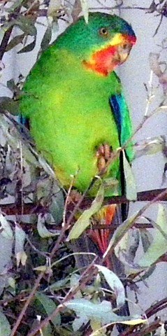 image swift-parrot-lathamus-discolor-1-tasmania-zoo-jpg