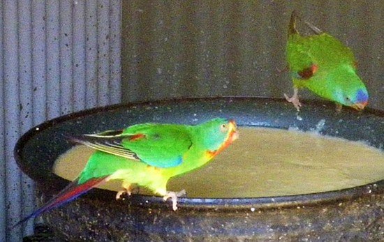 image swift-parrot-lathamus-discolor-3-tasmania-zoo-jpg