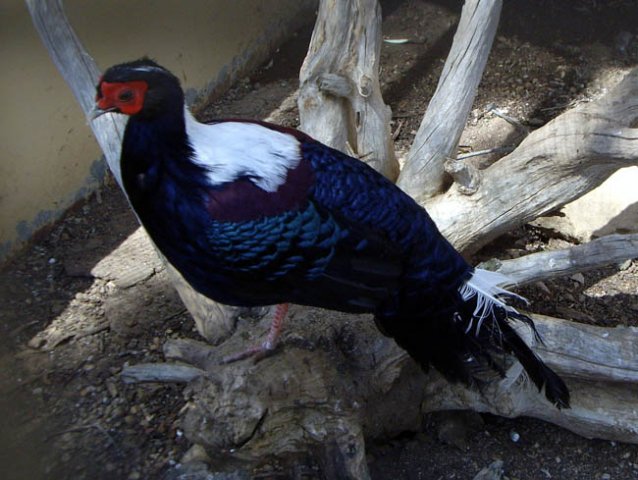 image swinhoes-pheasant-lophura-swinhoii-male-2-wagga-zoo-aviary-nsw-jpg