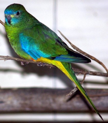image turquoise-parrot-neophema-pulchella-tourquoisine-parrot-grass-parakeet-male-ballarat-bird-world-vic-jpg