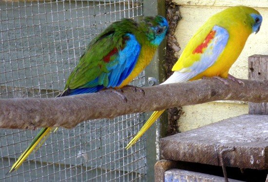image turquoise-parrots-neophema-pulchella-yellow-turquoise-parrot-mutation-on-right-zoo-doo-tas-jpg