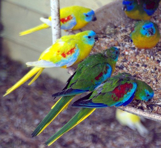 image turquoise-parrots-neophema-pulchella-incl-2-yellow-turquoise-mutation-zoo-doo-tas-jpg