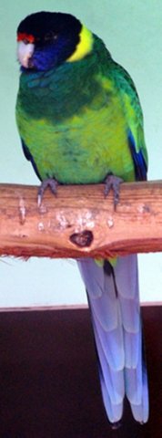 image twenty-eight-parrot-barnardius-zonarius-australian-ringneck-yellow-collared-parrot-ballarat-bird-world-vic-jpg