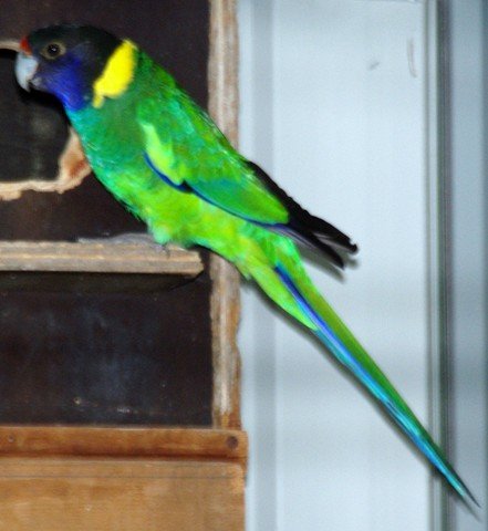 image twenty-eight-parrot-australian-ringneck-barnardius-zonarius-semitorquatus-3-tasmania-zoo-jpg