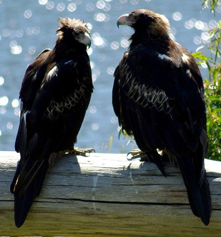 image wedge-tailed-eagle-aquila-audax-8-tasmania-zoo-jpg