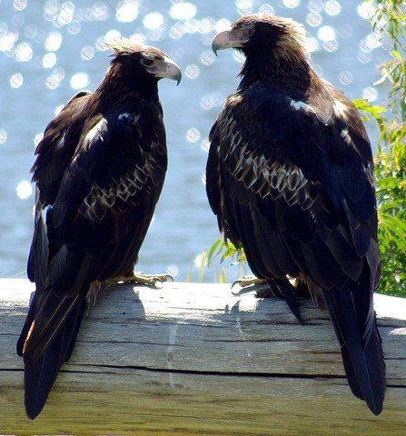image wedge-tailed-eagle-aquila-audax-9-tasmania-zoo-jpg